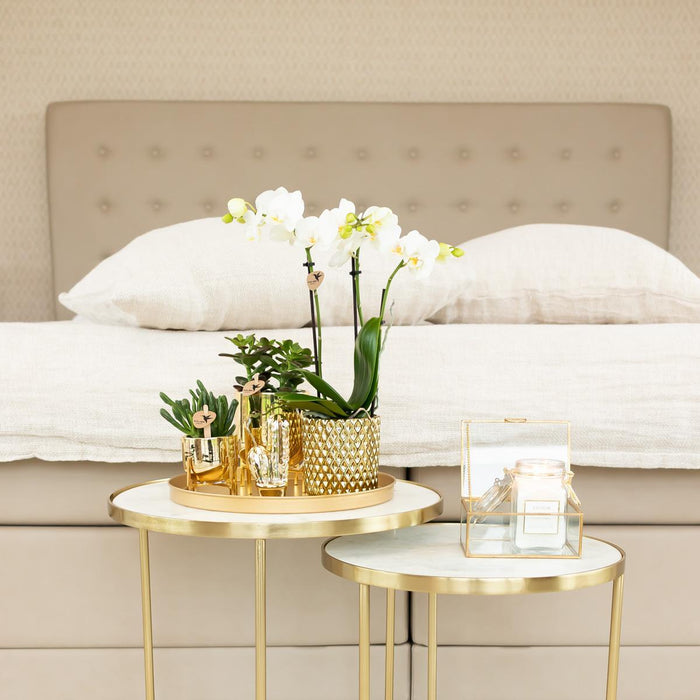 Witte Phalaenopsis orchidee – Amabilis + Diamond sierpot goud – Ø9cm – ↕40cm - Bloeiende kamerplant in bloempot