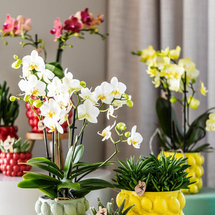 Kolibri Home | Citrus pot yellow - Ø6cm