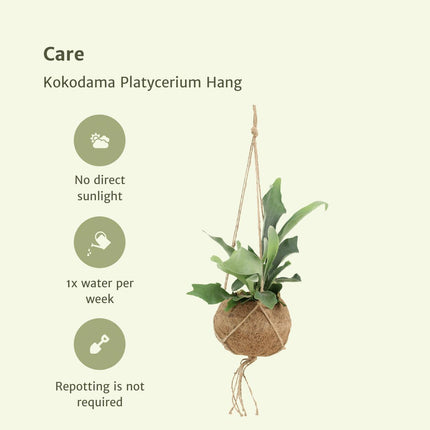 Kokodama Platycerium colgante - Helecho cuerno de ciervo - ↕35cm - Ø15cm - 2x