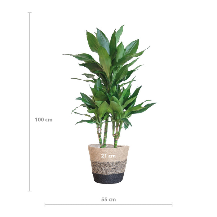 Dracaena Janet Lindt met Mand Lissabon zwart - ↕95cm - Ø21cm - Drakenplant