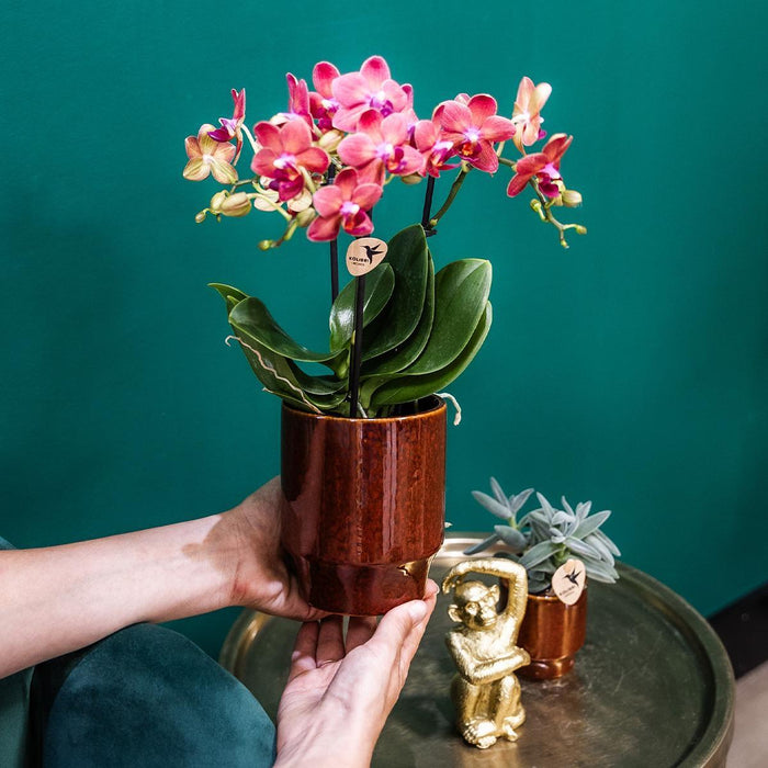 Rode Phalaenopsis orchidee - Congo + Classy red- Ø9cm - Bloeiende kamerplant