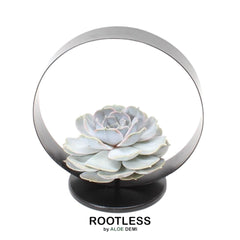 Collection image for: Echeveria
