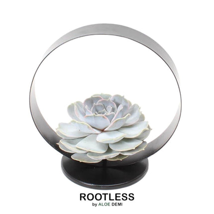 ROOTLESS Succulent Echeveria Lilacina on Deco table stand Ø20 cm - ↕20 cm