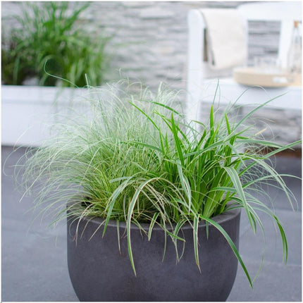 Carex comans 'Frosted Curls' - Zegge - ↕25cm - Ø14cm - 3x