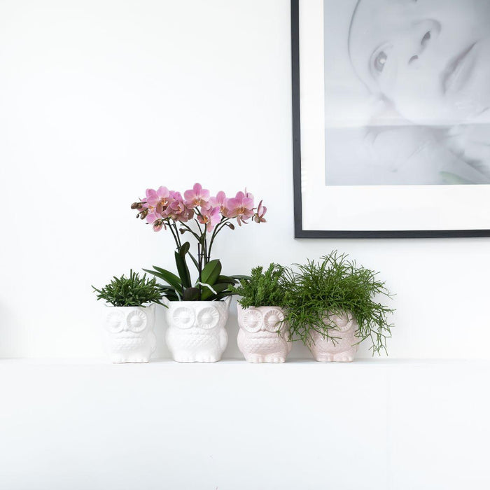 Planten set Owl sierpot wit - Set met Phalaenopsis orchidee Treviso Ø9cm en Groene planten Rhipsalis Ø9cm  | incl. witte keramieken sierpotten