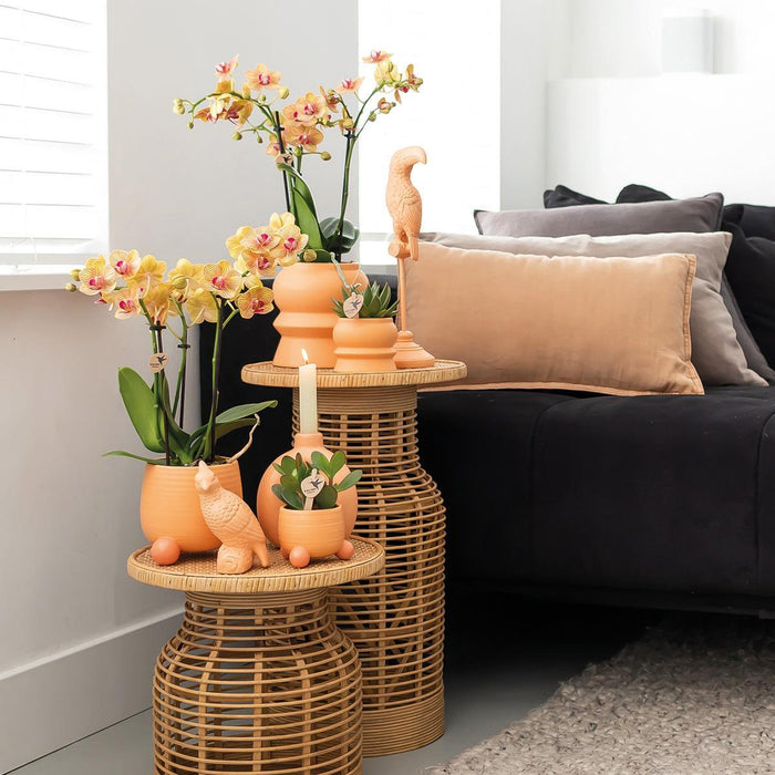 Oranje Phalaenopsis orchidee – Jamaica + Tower sierpot peach – Ø9cm – ↕40cm - Bloeiende kamerplant in bloempot