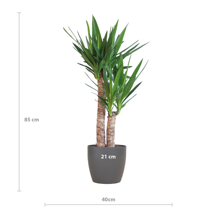 Yucca Elephantipes met Viber zwart - ↕90cm - Ø21cm