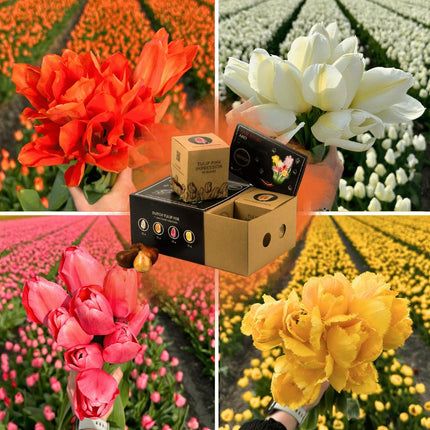 Bulbes de fleurs Amsterdam - Mélange de tulipes hollandaises - Boîte moyenne de luxe, 40 bulbes pour 1 m² de splendeur florale - Taille 12+