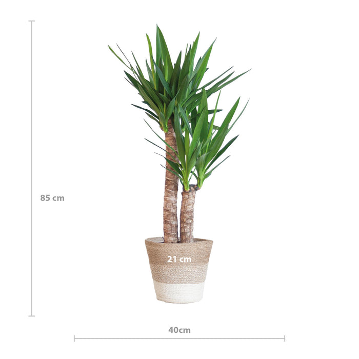 Yucca Elephantipes met Mand Lissabon wit - ↕90cm - Ø21cm