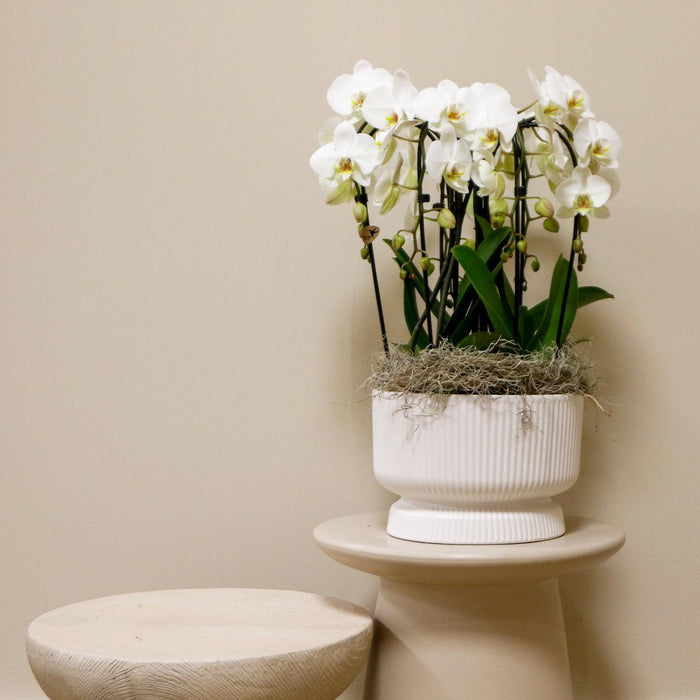 Witte orchideeënset in Diabolo white dish incl. waterreservoir | drie gebogen witte orchideeën Niagara Fall 12cm | Mono Bouquet wit met zelfvoorzienend waterreservoir
