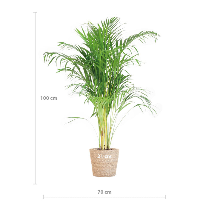 Areca Palm (Dypsis Lutescens) - Goudpalm - met Sofia mand naturel - ↕100cm - Ø21cm