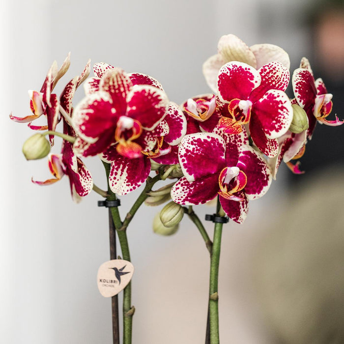 Geel rode phalaenopsis orchidee - Spain + Bee pot - Ø9cm - Bloeiende kamerplant