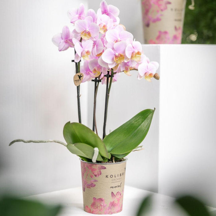 Roze phalaenopsis orchidee - Andorra - Ø9cm - Bloeiende kamerplant