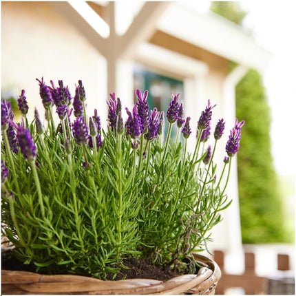 Lavandula stoechas Anouk® - Ø12cm - Lavanda francesa - 6x