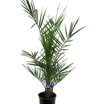 Phoenix Canariensis - Palmera datilera de las Islas Canarias - ↕80cm - Ø14cm