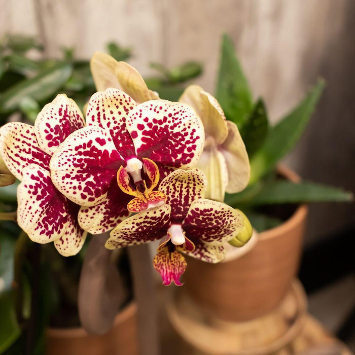 Geel rode phalaenopsis orchideeën - Spain - 2x - Ø9cm - Bloeiende kamerplant