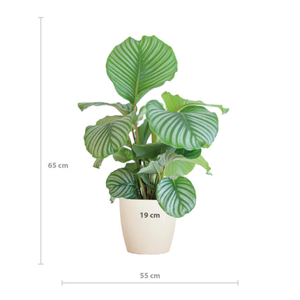 Calathea Orbifolia med Viber hvid - ↕65cm - Ø21cm