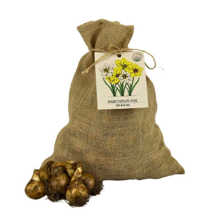 Flowerbulbs Amsterdam – Mittlere Narzissenmischung – Nachhaltige Vorteilspackung, 50 Blumenzwiebeln für 1 m² Blütenpracht – Größe 12/14