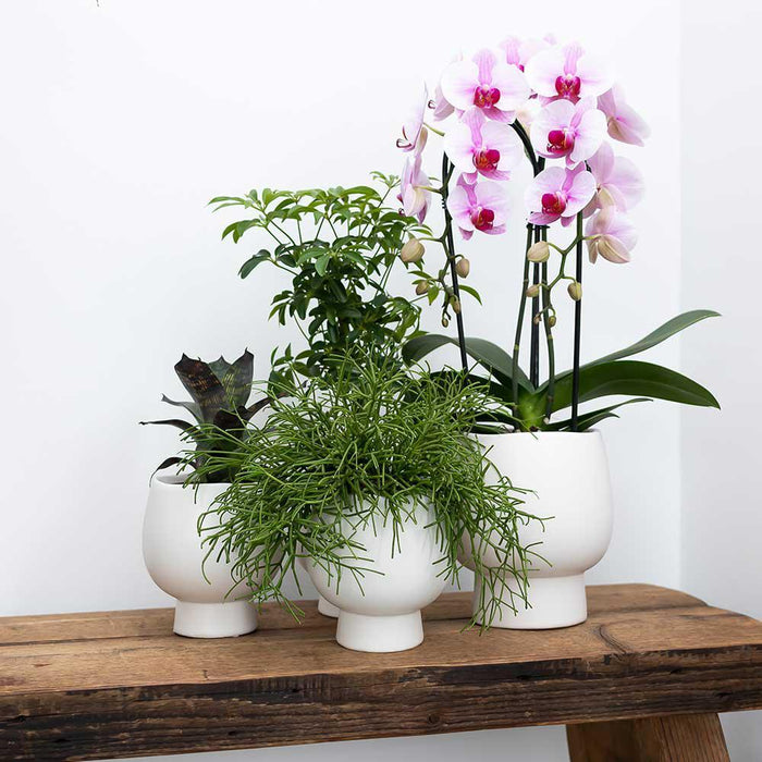 Roze Phalaenopsis orchidee – Andorra + Scandic sierpot wit – Ø9cm – ↕40cm - Bloeiende kamerplant in bloempot