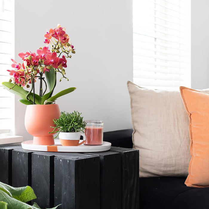 Oranje Phalaenopsis orchidee – Jamaica + Scandic sierpot terracotta – Ø9cm – ↕40cm - Bloeiende kamerplant in bloempot
