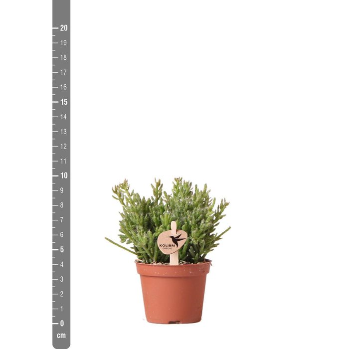 Rhipsalis Mesembryanthemoides - Vetplant - Groene kamerplant - Ø6cm - Kolibri Greens