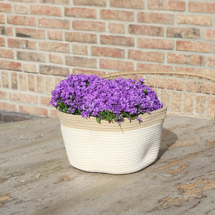 Dodatek dzwonka Ambella Intense Purple - bawełniana doniczka z dzwonkiem i systemem nawadniającym - 3 sztuki - fioletowy dzwonek - Ø12 cm - do wewnątrz i na zewnątrz