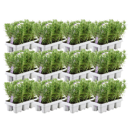 Rosmarinus Officinalis - ↕20cm - Ø7cm - 12x6 pack - 72x