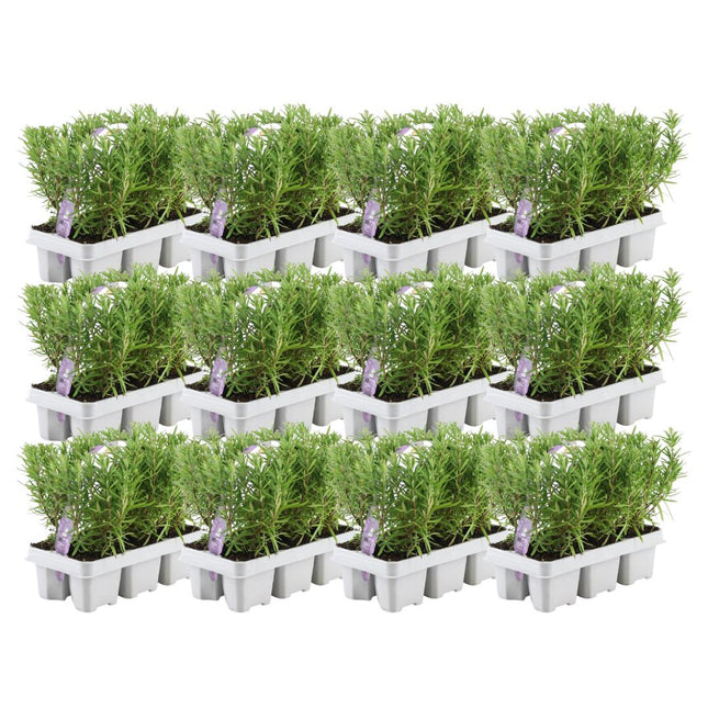 Rosmarinus Officinalis - ↕20cm - Ø7cm - Lot de 12 x 6 - 72x 