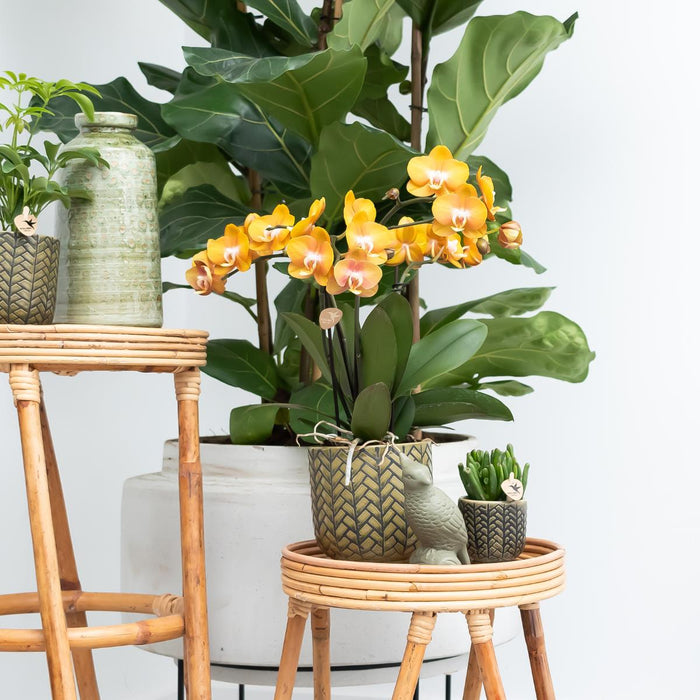 Oranje Phalaenopsis orchideeën - Las Vegas - 2x - Ø12cm - Bloeiende kamerplant