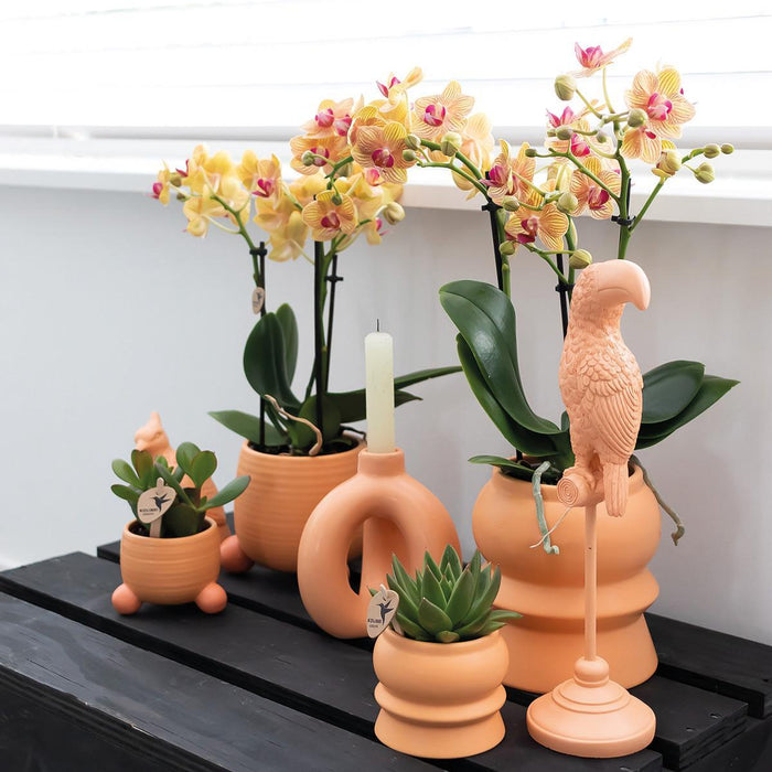 Oranje Phalaenopsis orchidee – Jamaica + Rolling sierpot peach – Ø9cm – ↕35cm - Bloeiende kamerplant in bloempot