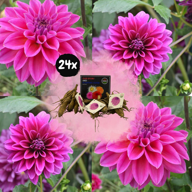 Bulbi di dalia | 24 tuberi di dalia Blue Bell per 4 m², petali grandi e larghi