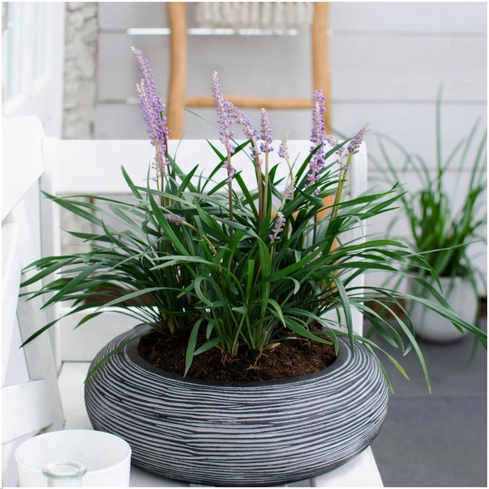 Liriope muscari 'Ingwersen' - Leliegras - ↕25cm - Ø14cm - 3x
