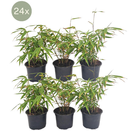 Fargesia Rufa - Bamboe - 24x - ↕25 cm - Ø13 cm