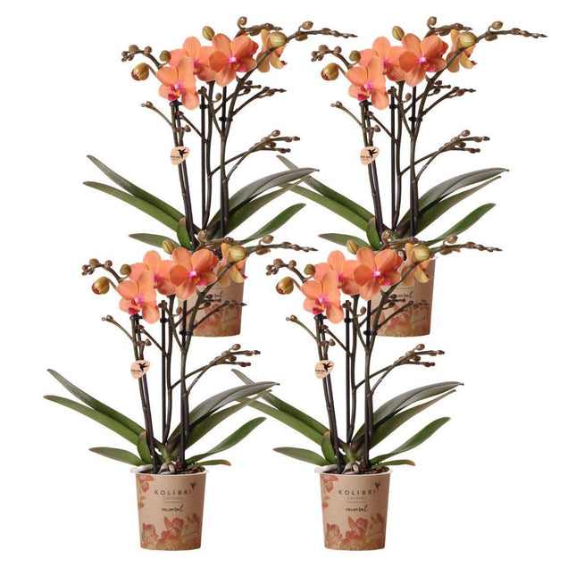Orchidee Phalaenopsis arancioni - Bolzano - 4 pezzi - Ø9cm - Pianta da interno fiorita