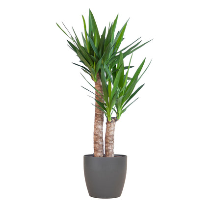 Yucca Elephantipes avec Viber noir - ↕90cm - Ø21cm