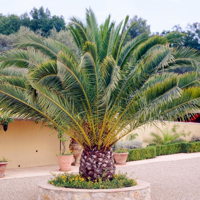Phoenix Canariensis - Canarische Dadelpalm - ↕100-120cm