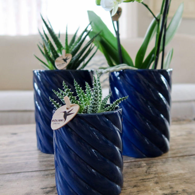 Kolibri Home | Maceta decorativa para dulces | Alta - Azul - Ø6cm