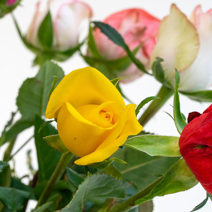 Letterbox Roses Mixed Colors - ↕35cm