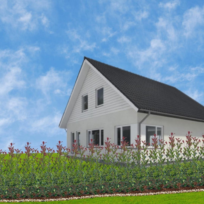 Grote Glansmispel planten voor 10 strekkende meter haag - 12L - 25x - ↕100-125 cm - Carré Rouge