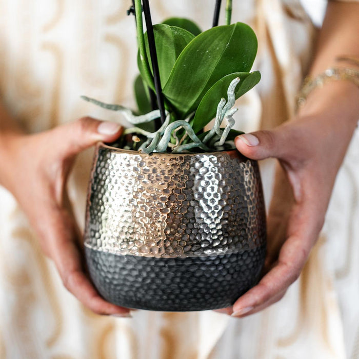 Geel rode Phalaenopsis orchidee – Spain + Elite sierpot copper – Ø9cm – ↕40cm - Bloeiende kamerplant