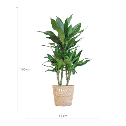 Dracaena Janet Lindt with Sofia basket natural - ↕95cm - Ø21cm