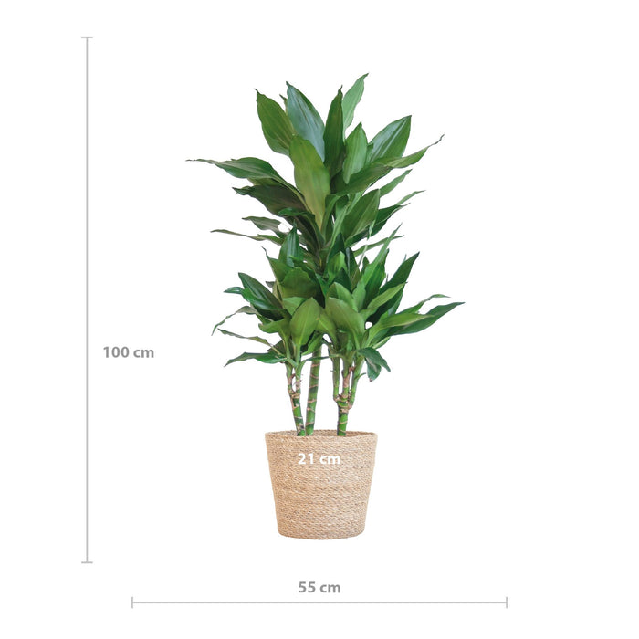 Dracaena Janet Lindt met Sofia mand naturel - ↕95cm - Ø21cm