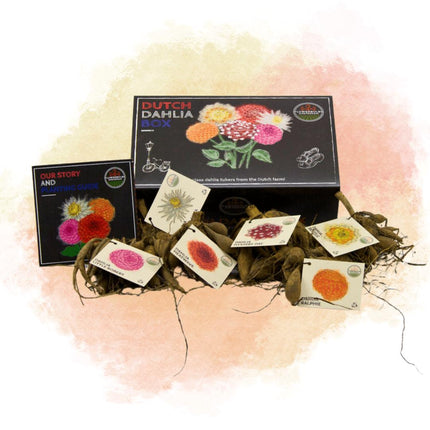 Dahlia Bollen | Luxe Box Large, set van 6 Dutch dahlia's, 2 boxen voor ruim 2m²