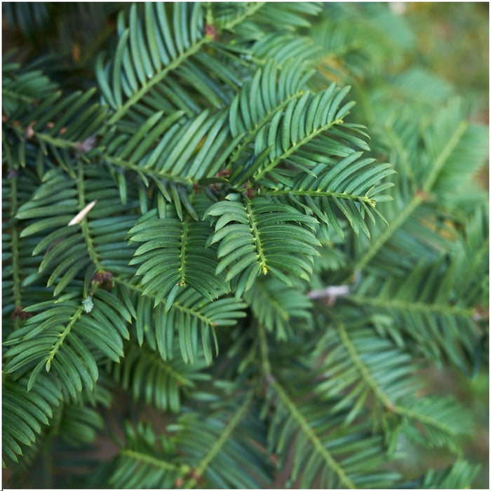 Venijnboom haag - Taxus baccata - Set van 6 winterharde haagplanten - 1 meter - Groenblijvende haag