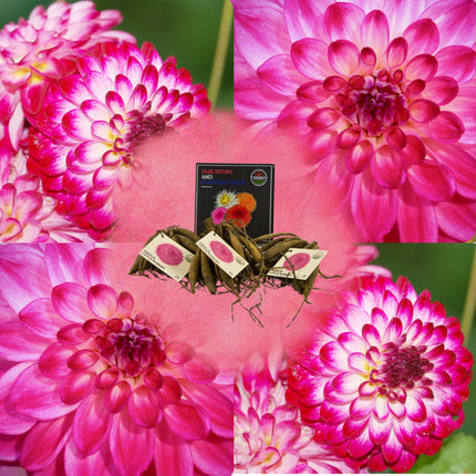 Dahlia Bollen | Dahlia Little Robert, ronde en opgekrulde bloemblaadjes