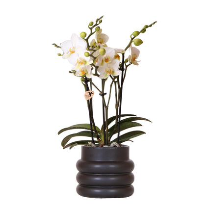 Weiße Phalaenopsis-Orchidee „Lausanne“ + schwarzer Bubble-Topf (Ø 9 cm) – Blühende Zimmerpflanze
