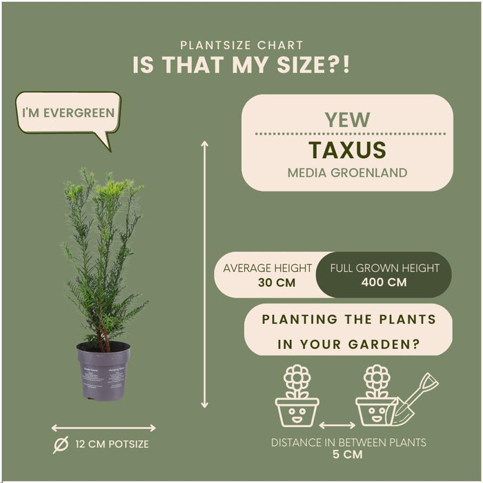 Venijnboom haag - Taxus media Groenland - 1 meter - Set van 6 winterharde haagplanten - Groenblijvende haag