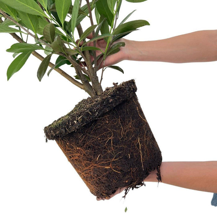 Grote Laurierkers Planten Caucasica voor 10 strekkende meter haag - 12L - 25x - ↕100-125 cm