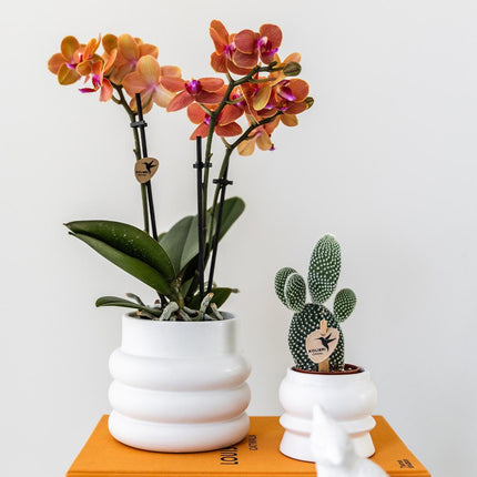Kolibri Home | Boblepotte hvid - Ø9cm