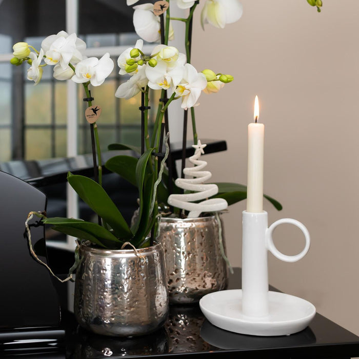 Witte Phalaenopsis orchidee – Amabilis + Luxury sierpot zilver – Ø9cm – ↕40cm - Bloeiende kamerplant in bloempot